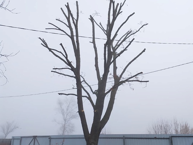 Кронирование деревьев