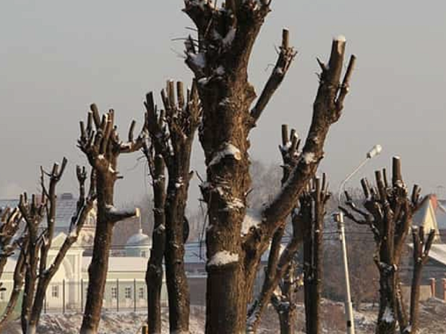 Кронирование деревьев