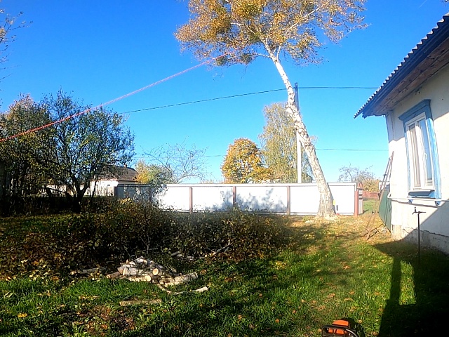 Спилить дерево целиком с помощью оттяжки